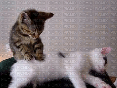 KITTY MASSAGE - Zdarma animovaný GIF
