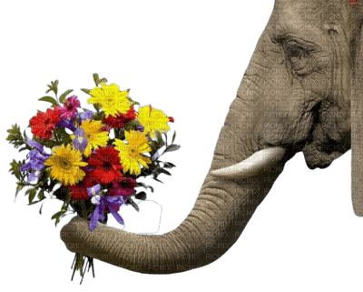 elephant elefant animal tube flower fleur gift present fun blumenbouquet  flower bouquet  bouquet de fleurs - bezmaksas png
