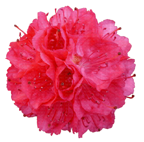 Rhododendron - png gratuito