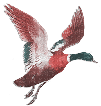 soave deco autumn bird duck vintage pink teal - PNG gratuit