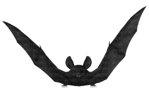 bat - PNG gratuit