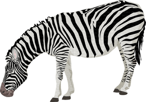 Zebra - 免费PNG