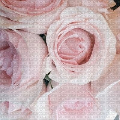 Background Roses - png ฟรี