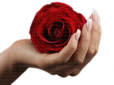 ruža, ruka - darmowe png