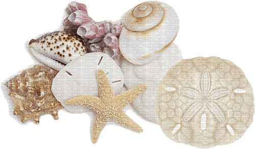 seashells Bb2 - darmowe png