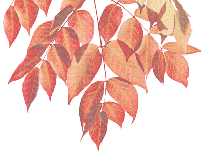 Autumn leaf - ilmainen png