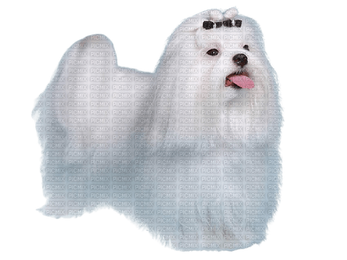Chien - 免费PNG
