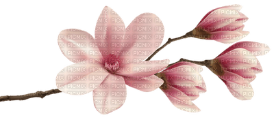 Magnolia rosada - png ฟรี