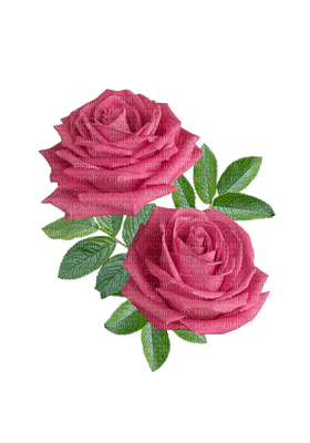 roses - png grátis