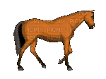aze cheval marron Brown - GIF animate gratis
