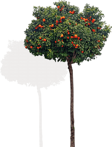 Arbre / Fruitier - Free PNG