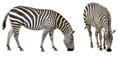 seepra, zebra, wild animal, villieläin - 免费PNG