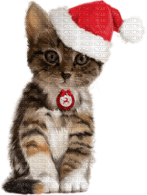 Kaz_Creations Cats Cat Kittens Kitten  Christmas - bezmaksas png