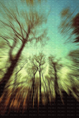 trees - Free animated GIF