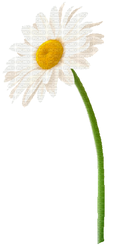 Animated.Daisy.White.Yellow - By KittyKatLuv65 - Gratis animeret GIF