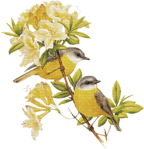 Kaz_Creations Deco Flowers Colours Birds Bird - png ฟรี
