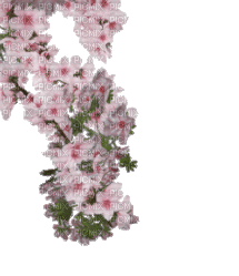 flowers - Besplatni animirani GIF