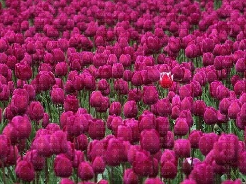 fond champ de tulipe - png ฟรี