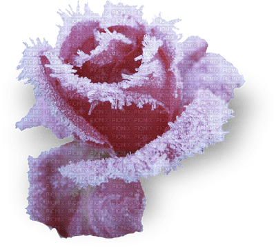 Flowers frozen bp - ilmainen png