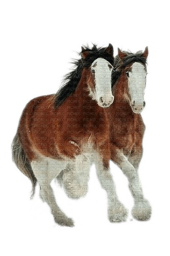 Zwei Ponys - png ฟรี