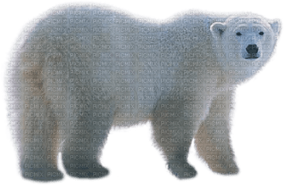 niedźwiedź polarny - безплатен png