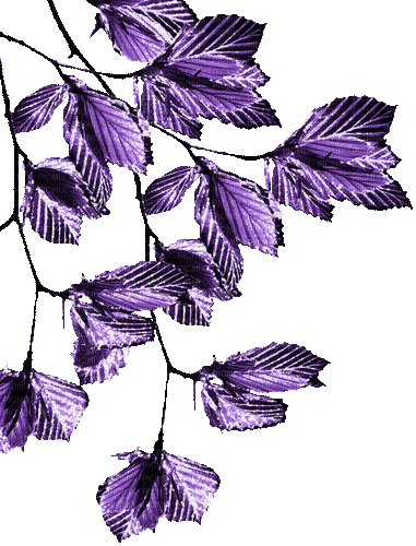 purple milla1959 - Kostenlose animierte GIFs