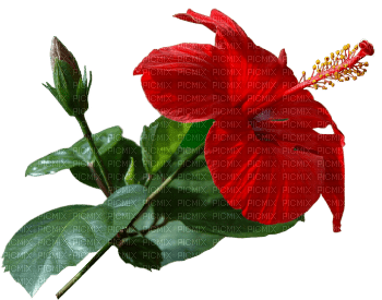 Hibiscus - δωρεάν png