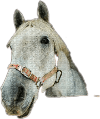 horse head bp - Free PNG