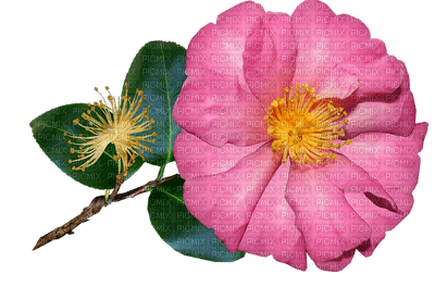 kukka, fleur, flower - Free PNG