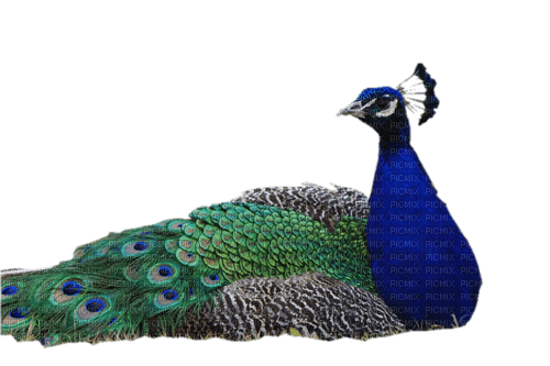 Peacock - zdarma png