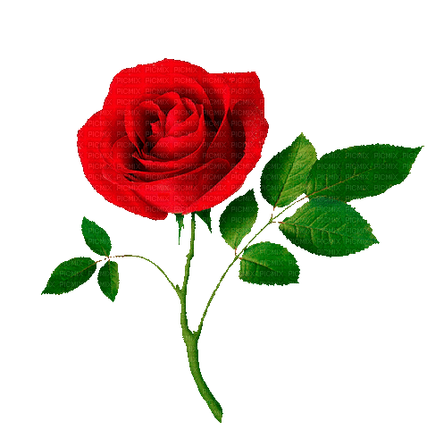 róża - Animovaný GIF zadarmo