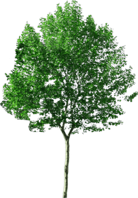 tree-arbre-albero-träd - kostenlos png