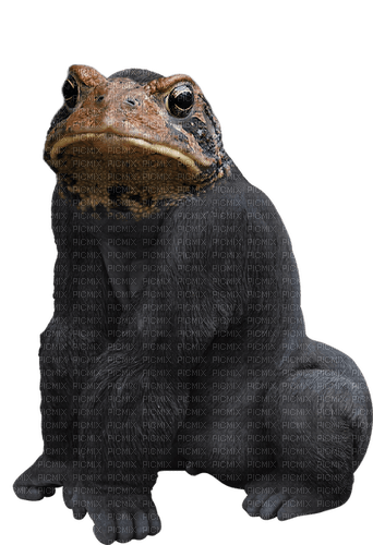 gorilla frog - zdarma png
