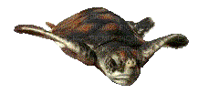 turtle bp - GIF animé gratuit