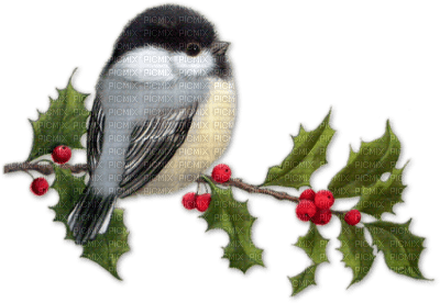 Kaz_Creations Bird Birds - ilmainen png