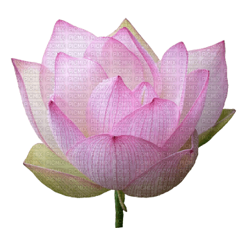 lotus boudha - kostenlos png