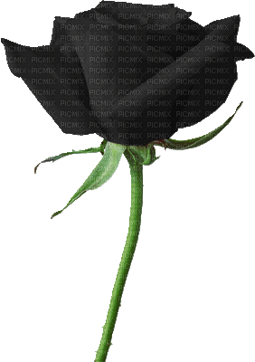 Gothic Blumen- Flowers-Fleurs - Bezmaksas animēts GIF
