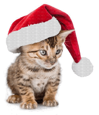 Kaz_Creations Cat 🐈 Noel - PNG gratuit