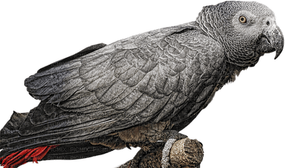papukaija, parrot, lintu, bird - PNG gratuit