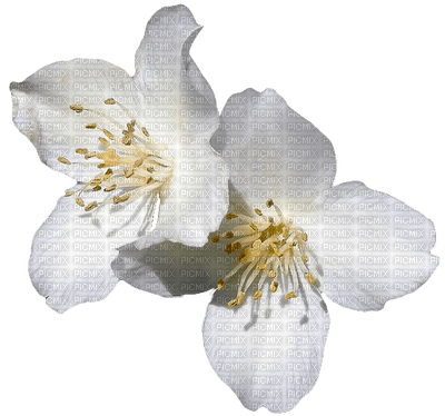 Flowers white bp - ingyenes png