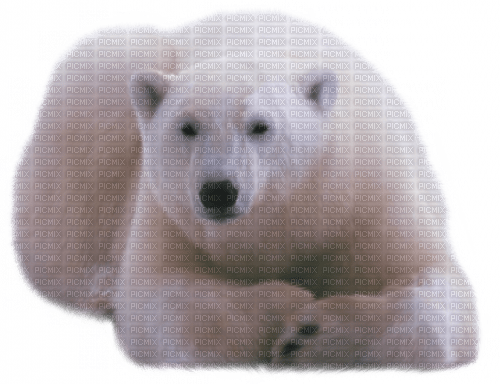 dolceluna polar bear deco fantasy winter - kostenlos png