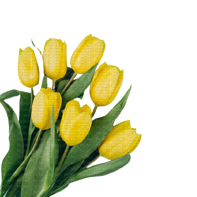 желтые тюльпаны - 無料png