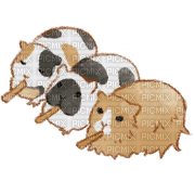 Guinea Pig - Free PNG