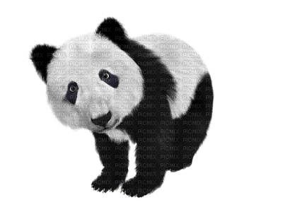 Kaz_Creations Panda Pandas - фрее пнг