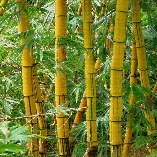 bambus milla1959 - GIF animé gratuit