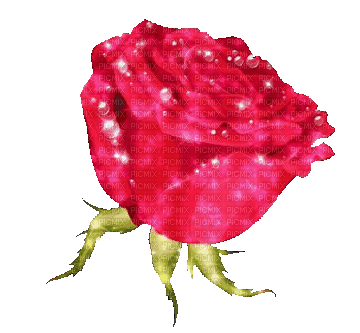 red rose - GIF animado grátis