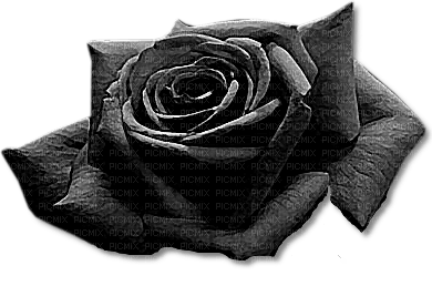 Gothic.Black.Rose.flower.Victoriabea - 免费PNG