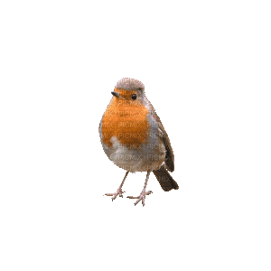 Птица - GIF animado grátis