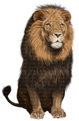 Lion - ilmainen png