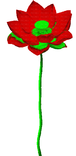 Animated.Lotus.Flower.Red - By KittyKatLuv65 - GIF animasi gratis